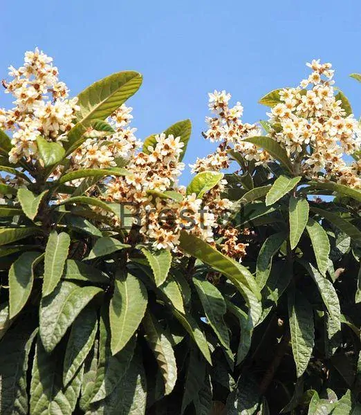 Eriobotrya japonica 120+ cm
